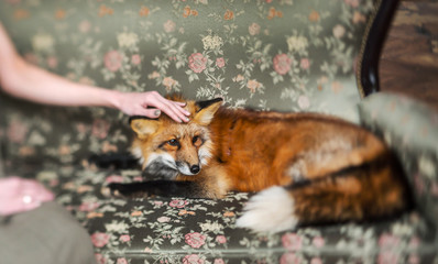 red fox and woman indoor