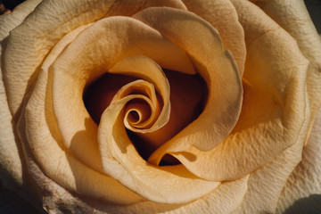 Rose Macro
