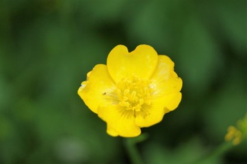 butter cup close-up yellow flower in the garden