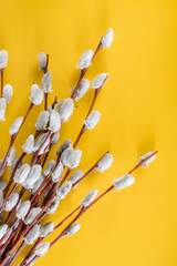 pussy-willow branches on the yellow background