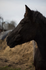 The horse's face is dark in color with white spots on its face and fluffy ears against the background of hay and sky.