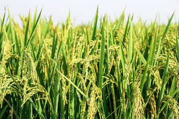 green and growing rice fields with hand