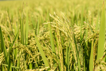 Fototapeta premium green and growing rice fields 