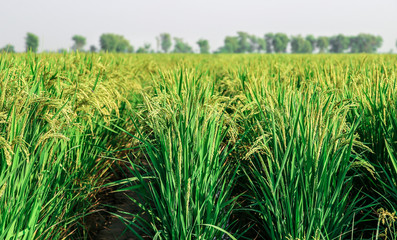 green and growing rice fields with hand