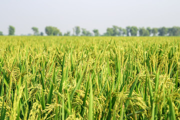 green and growing rice fields with hand
