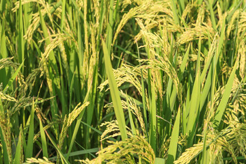 green and growing rice fields 