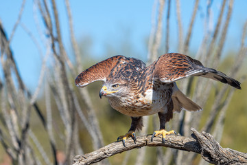 CaraCara Falcon Standing on branch