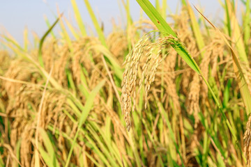 green and growing rice fields 
