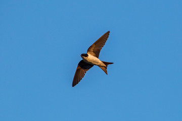 Flying common house martin (Delichon urbicum)
