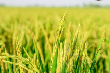 green and growing rice fields 