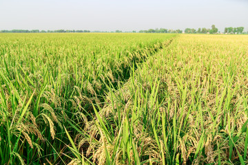 green and growing rice fields 