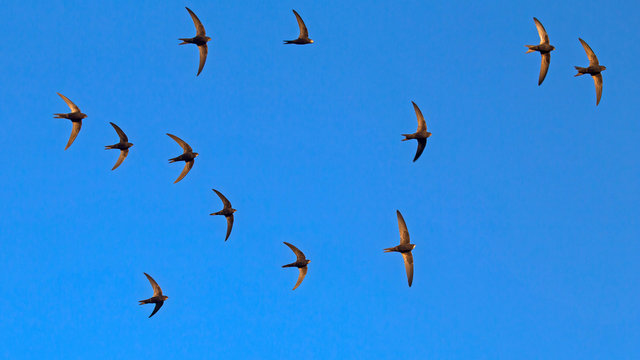 A flock of twelve flying black swifts. Common Swift (Apus apus).
