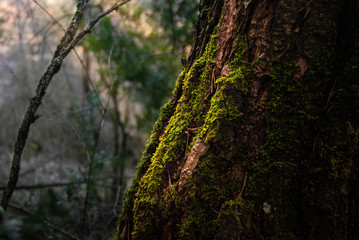 Arbol