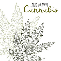 Marijuana leaf. Hand drawn design element cannabis. Vector botanical hand drawn illustration with hemp branch in sketch style.
