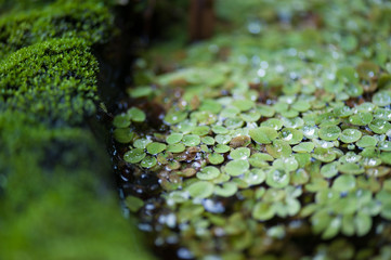Obraz premium Dew and floating plants, salvinia