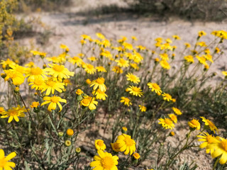 beautiful small yellow growing flowers in the desert of saudi arabia 