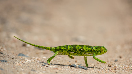 Flap Necked Chameleon