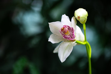 Obraz premium Nice Orchidaceae flowers on tree nature garden flora macro photography