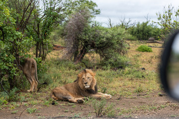 Male Lion in Kruger