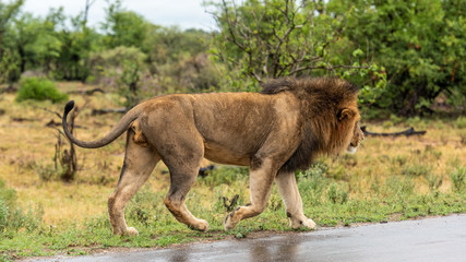 Male Lion in Kruger