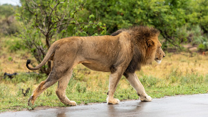 Male Lion in Kruger
