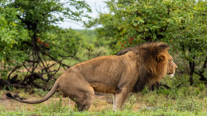 Male Lion in Kruger
