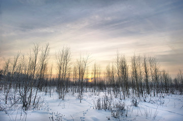 Birch trees at sunset in the winter in the forest