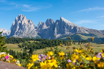 Fototapeta premium Langkofel mit Blumen im Vordergrund