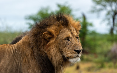 Obraz na płótnie Canvas Male Lion in Kruger