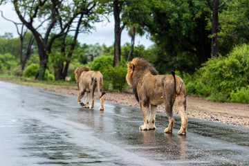 Male Lion in Kruger