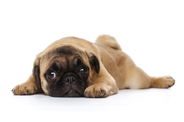 Pug puppy, isolated on a white background