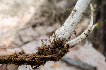 Mushroom Root Magnified
