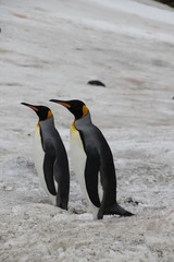 Stehende Königspinguine in Antarktis