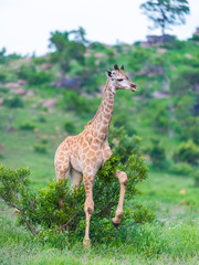 Young Giraffe in Kruger scratching