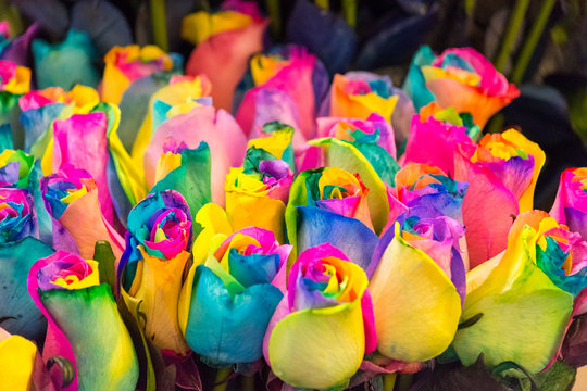 colorful roses