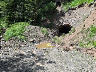Entrance to the bear's lair hidden in forest