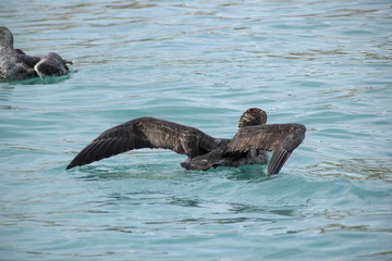 Fototapeta premium Badender Skua / Petrel in Antarktis