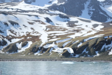 Südgeorgien Schneeberge Landschaft