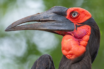 Southern Ground Hornbill