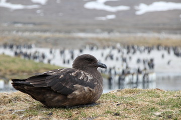 Skua Vögel Antarktis - Flügel schlag