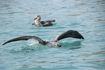 Obraz premium Badender Skua / Petrel in Antarktis