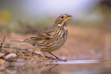Fototapeta premium Corn bunting drinking