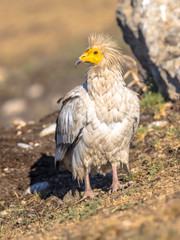 Egyptian vulture foraging
