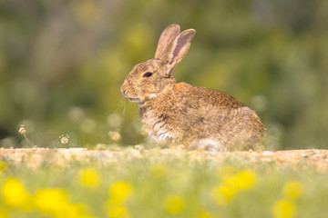 European rabbit basking