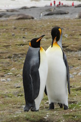 Pinguin Portrait Antarktis - Königspinguin