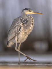 Grey heron hunting stationary in lake