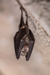 Greater horseshoe bat hanging folded