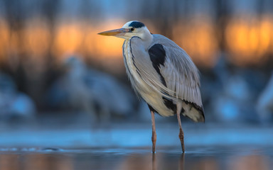 Grey heron hunting stationary in lake