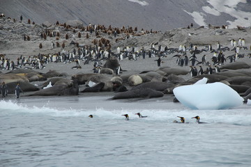 Landschaft Südgeorgien - Meer & Berge
