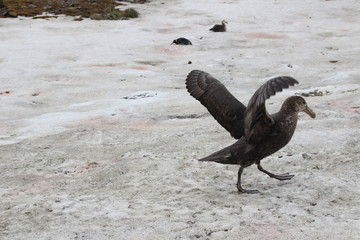 Skua Vögel Antarktis - Flügel schlag